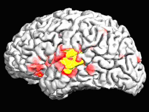NEURALWEB's profile picture. Neurología y Neurofisiología de Avanzada.