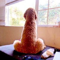 双木野火 (@shuangmuyh) 's Twitter Profile