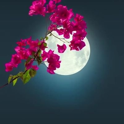 monicagc1's profile picture. 