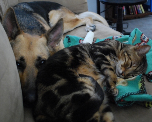 We are Arizona's leader in professional pet care proudly serving Flagstaff, Phoenix Metro, and Tucson! Making travel plans? Contact us today!