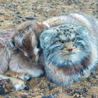 Manuulmaa (@uugantsets6175) 's Twitter Profile