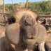 Roaring Camel (@bckspce_) Twitter profile photo Roaring Camel (@bckspce_) Twitter profile photo