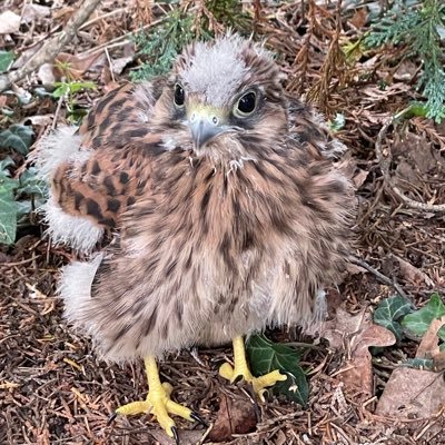 mckintosz's profile picture. follow me on instagram @mckintosz  #xrp #xumm #sgb #flr