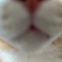 묭 (@mioori135) 's Twitter Profile Photo