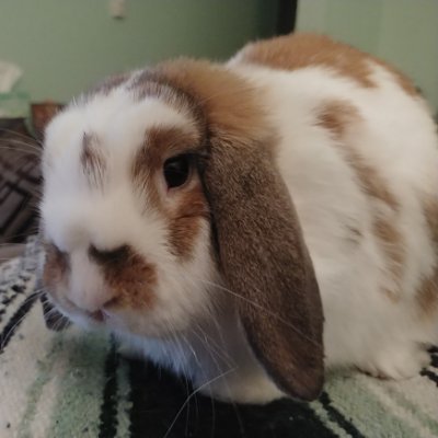 pactoris's profile picture. mostly about bunny life!