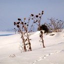 Ruth Meyer - @GutketMeyer - Twitter