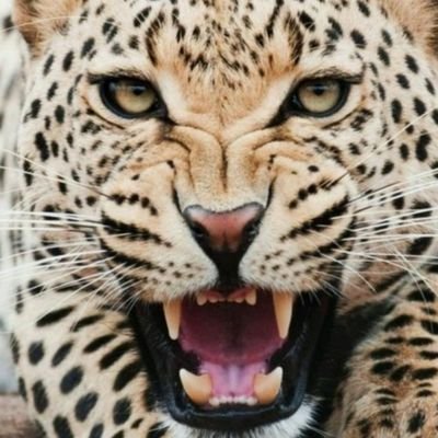 solomonsmi23517's profile picture. SOS Son of the Soil,my kind of humor isn't a gag for the faint hearted ,my seriousness is comical @ best . Love family,people,business first. Patriotic. be kind