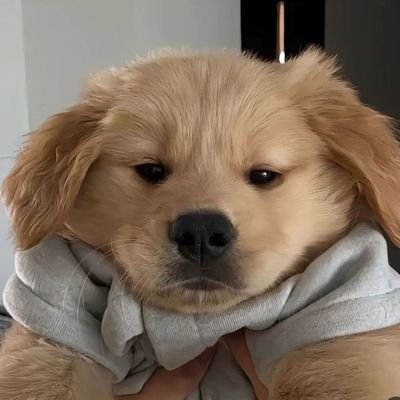 ChenDajing0707's profile picture. Love all the little animals, rabbits 🐰, squirrels, cats, and our furry friends puppies