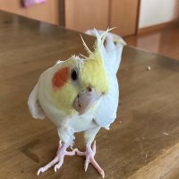 はるみん (@kamepi0720) 's Twitter Profile