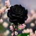 الوردة الحمراء 🌹 (@whs__t) Twitter profile photo الوردة الحمراء 🌹 (@whs__t) Twitter profile photo