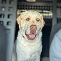 first_responders_pack (@oscartherapydog) 's Twitter Profile