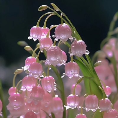 AmaniMousaK's profile picture. (الناسُ في السكينةِ أخلاءْ فإنْ جاءت المِحن يتباينوا )