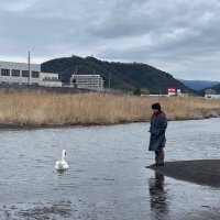 はるか(イヌモアルケバ) (@haruka_288) 's Twitter Profile Photo