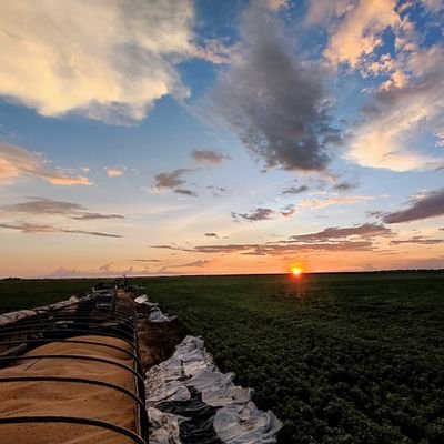 Fercoll's profile picture. 