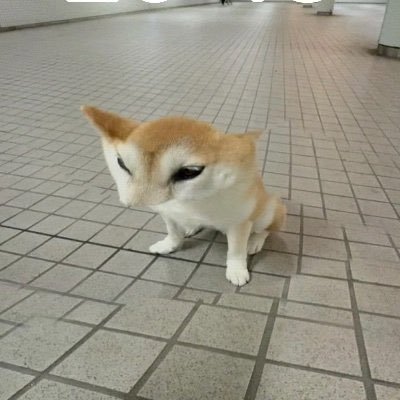 godogbaby's profile picture. 功夫jazz