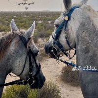 NaS H (@mohammedab82796) 's Twitter Profile