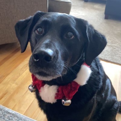 caulin_o's profile picture. Team Canada 🏈. Rb bishops uni