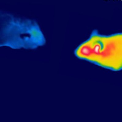 We study states of stasis, such as mammalian torpor and hibernation, as a means to harness the potential of these biological adaptations to advance medicine.