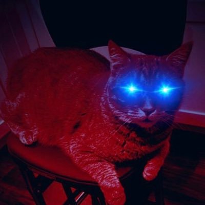 My dog Snoop Dogg RIP 🪦 3/16/23 George kitten posts will happen. Prada(cat)above🪦 12/25/21 No step on Snek 🐍
