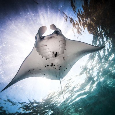 Manta.btc - #MEMEtaさんのプロフィール画像