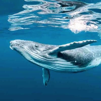 TeruWhale_'s profile picture. 日本が好き🇯🇵でも本当の日本は失われつつあります。tweetは一国民としての個人的な意見です。腸が大事🦠🌼🌷🌸
無言フォロー失礼します。