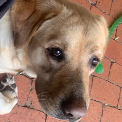 the_billdawg's profile picture. Travel YouTube NRL General News Rugby Books Movies Music NFL. Souths is my footy team, left or right of politics is not.