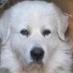 David_Jan Goodson (@k9crazy317) Twitter profile photo David_Jan Goodson (@k9crazy317) Twitter profile photo