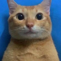 snakk (@lesnakk1) 's Twitter Profile Photo snakk (@lesnakk1) 's Twitter Profile Photo