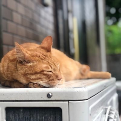 probox_plabo's profile picture. 