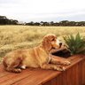 Rusty1808's profile picture. Wife, Mum, Nan and dog mum of Jess - beagle ( 🌈 )Rusty - cocker spaniel (🌈) & Riley-cattle dog cross) . Richmond Football Club member #GoTiges 🐯💛🖤 🦋