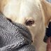 Aki_Luetkebohmert ๐ฏ (@aluetkebohmert) Twitter profile photo Aki_Luetkebohmert ๐ฏ (@aluetkebohmert) Twitter profile photo