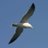 jonathan3049's profile image