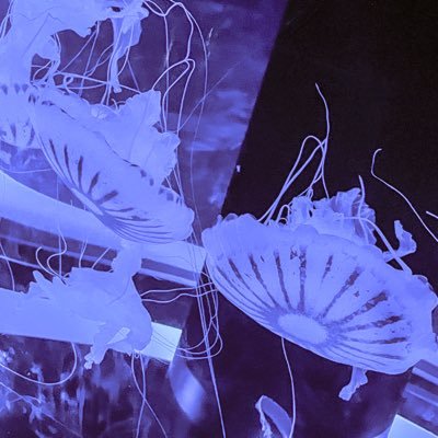 文筆、立体、映像、音楽、なにかを作るのが好きな人です。ジャンルやコンテンツを絞ることが出来ず複雑なヴェンディアグラムを描いた活動領域で申し訳ございません。オリジナル作品:#KobacolloiD 創彩少女庭園の二次創作:#彩虹懐中紀行