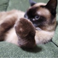 こじまる。 (@k_t_marumaru) Twitter profile photo