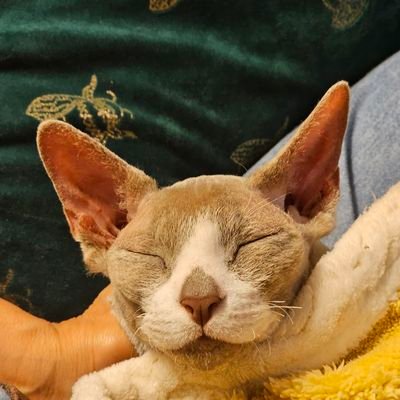 ichiro_GoldEA's profile picture. 🙇低浮上中です
　いつもありがとうございます
　😽スフィンクスのスエ5歳
　🐶トイプードルのミー6歳
　🙇リプなどにお返事できないことがあるかもです