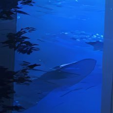 stand_rhombus's profile picture. 浪漫派。古き良きも好み新しきも好む…