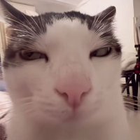 INTJ (@cats_46) 's Twitter Profile Photo