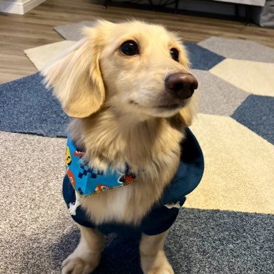 marron20210112's profile picture. 🐶M.ダックス🐣2021/01/12🏠2021/04/17🐶元鍵尻尾ﾜﾝｺ