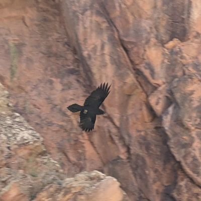 Sokolbie's profile picture. Gallóglaigh Ui Ingvaeones in the Rockies 
  Remember the worth of souls is great in the sight of God DC 18:10