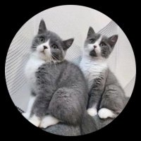 T Crypto (@taylxrforester) 's Twitter Profile Photo