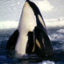 Amer Cetacean Soc (@cetaceansociety) Twitter profile photo Amer Cetacean Soc (@cetaceansociety) Twitter profile photo