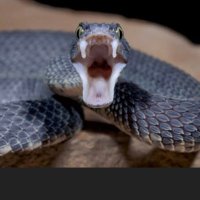 Viperman (@mnjkaf2) 's Twitter Profile