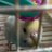 shiba_spitz