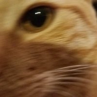looloosue (@looloosue) 's Twitter Profile