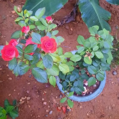 எண்ணித் துணிக கருமம் துணிந்தபின் எண்ணுவம் என்பது இழுக்கு!! காடு வளர்த்து இயற்கை நேசி!!! அன்னைத்தமிழோடு பிறந்ததே என் பாக்யம்!!!