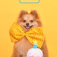 なぁちゃん（ポメチワ） (@nana_peanuts) 's Twitter Profile