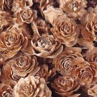 茶色い薔薇 (@brown_rose_ch) 's Twitter Profile Photo