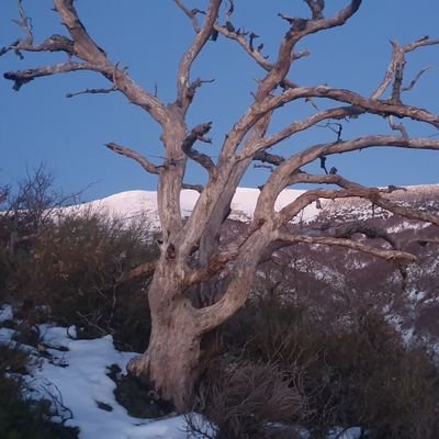¿Quien mas cree que Soria, La Rioja y Burgos deberían formar una comunidad autónoma, para que dejen de ser ignorados por el gobierno o por Castilla y León?