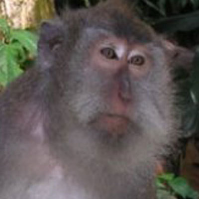 Species_ID's profile picture. Informasi Keanekaragaman Hayati Indonesia