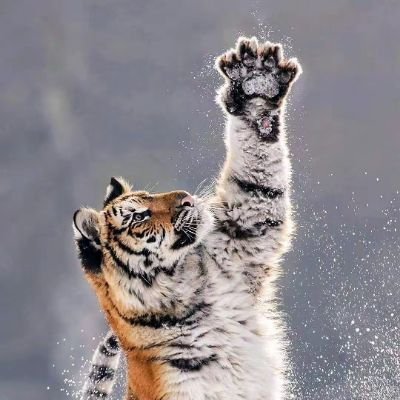 yinqingwuxio58's profile picture. 